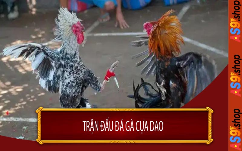 Trận Đấu Đá Gà Cựa Dao